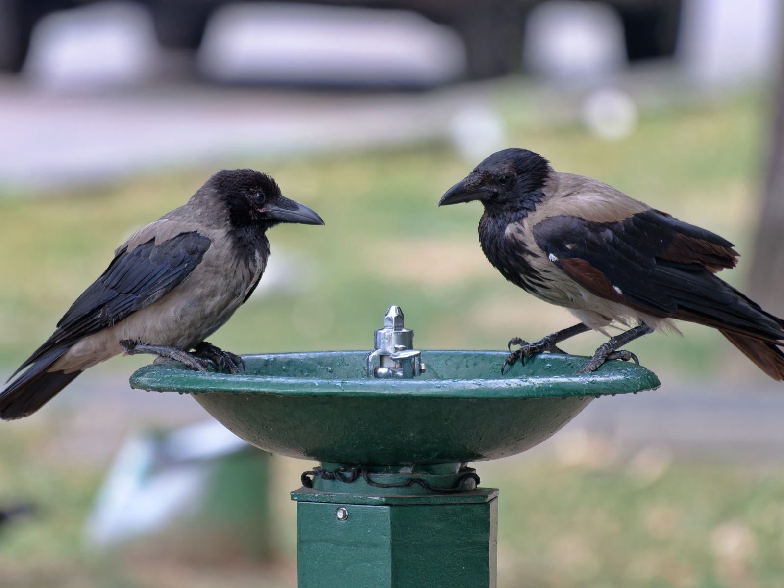 Две вороны у водопоя