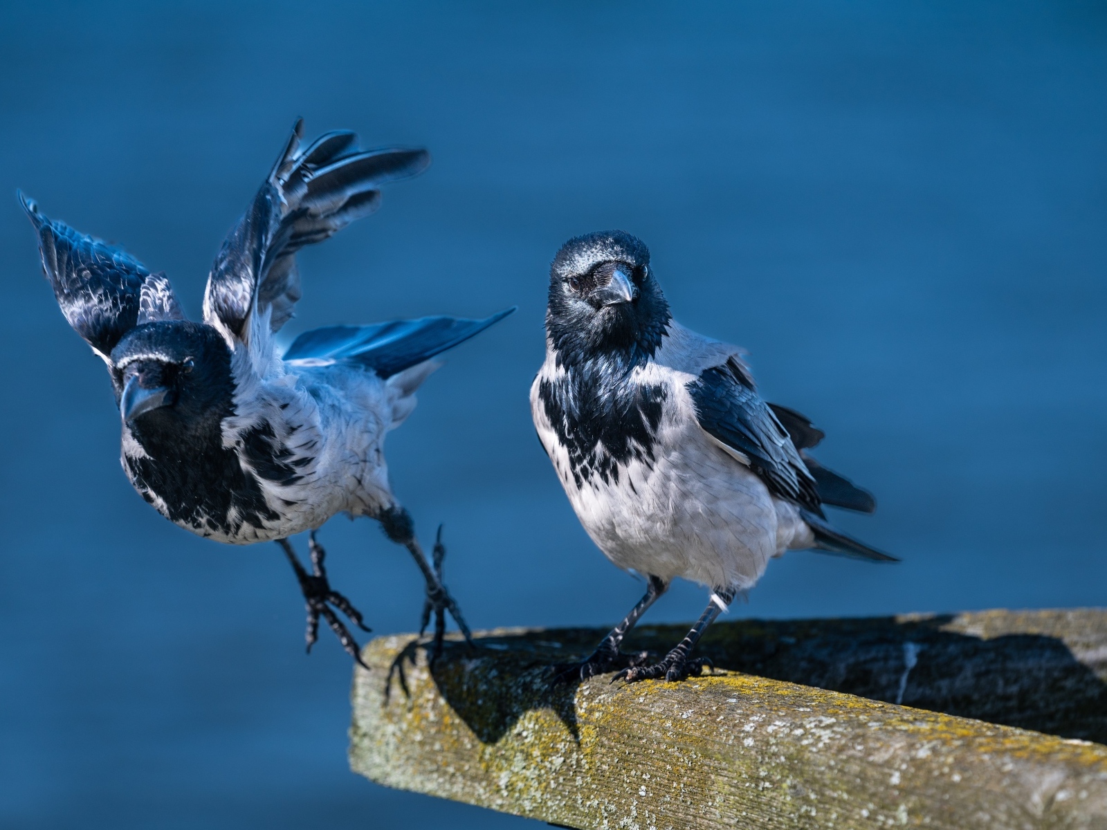 Две вороны готовятся взлететь
