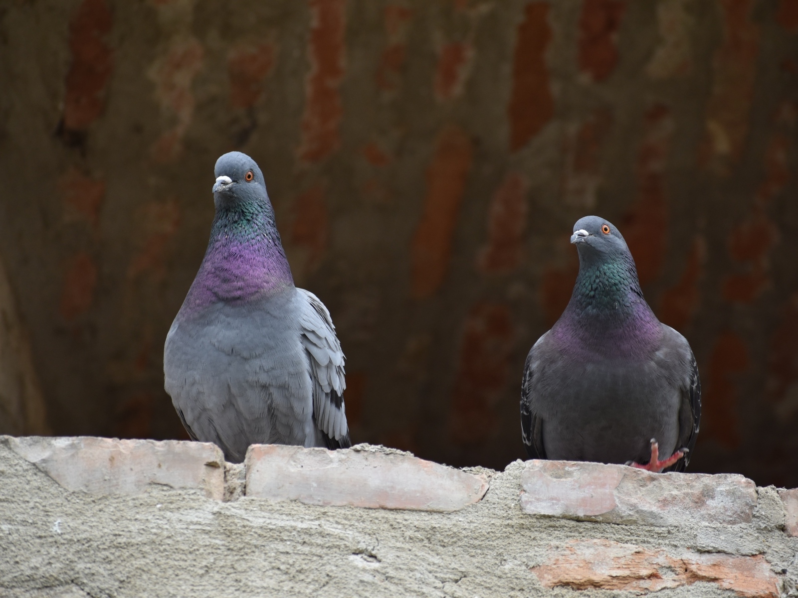 Два серых голубя под крышей