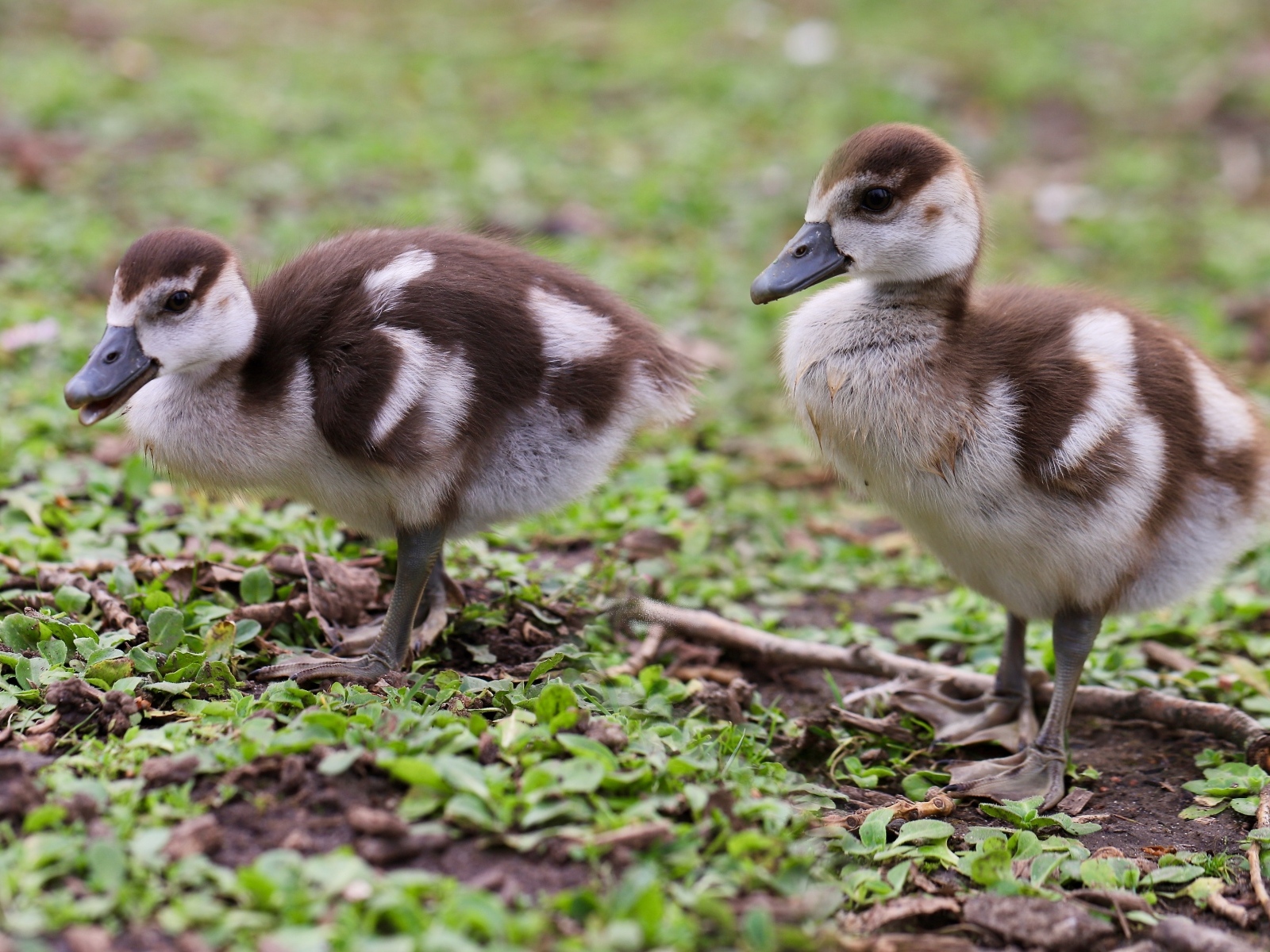 Два маленьких утенка на зеленой траве 
