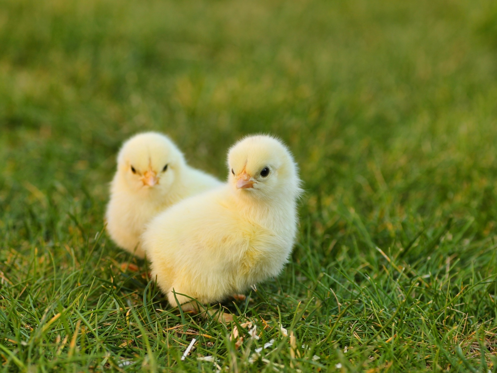 Два маленьких желтых цыпленка на зеленой траве