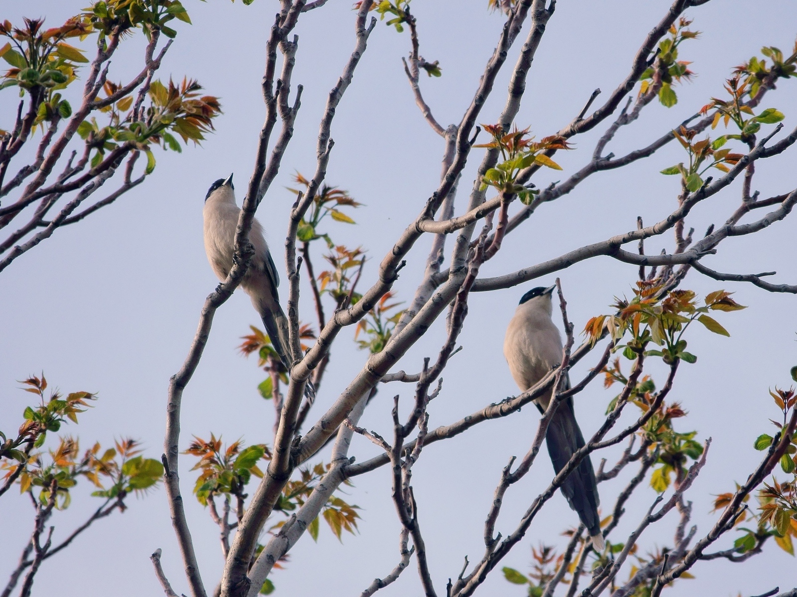 Две сороки сидят на ветках дерева 