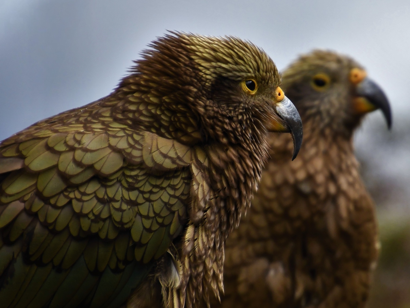 Два попугая с острым клювом крупным планом