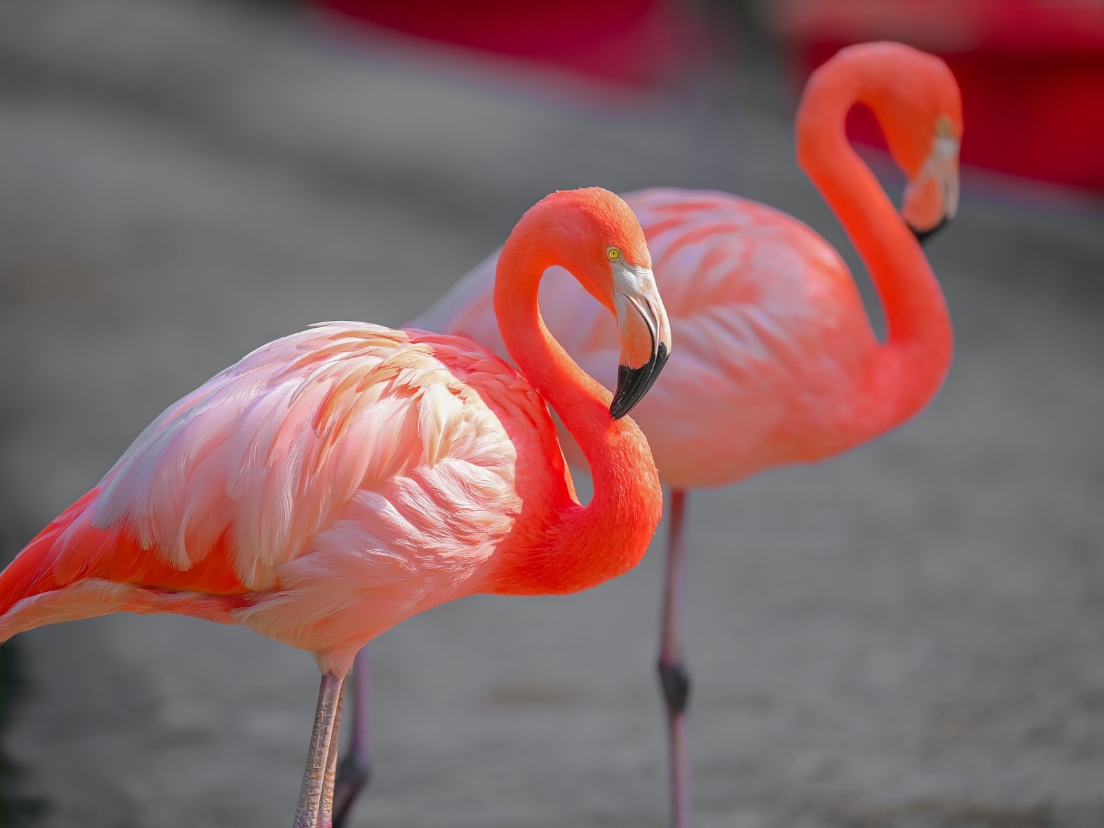 Два розовых фламинго крупным планом