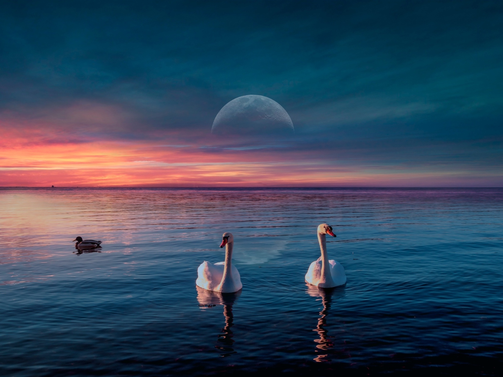 Два белых лебедя  на фоне красивого неба с луной 