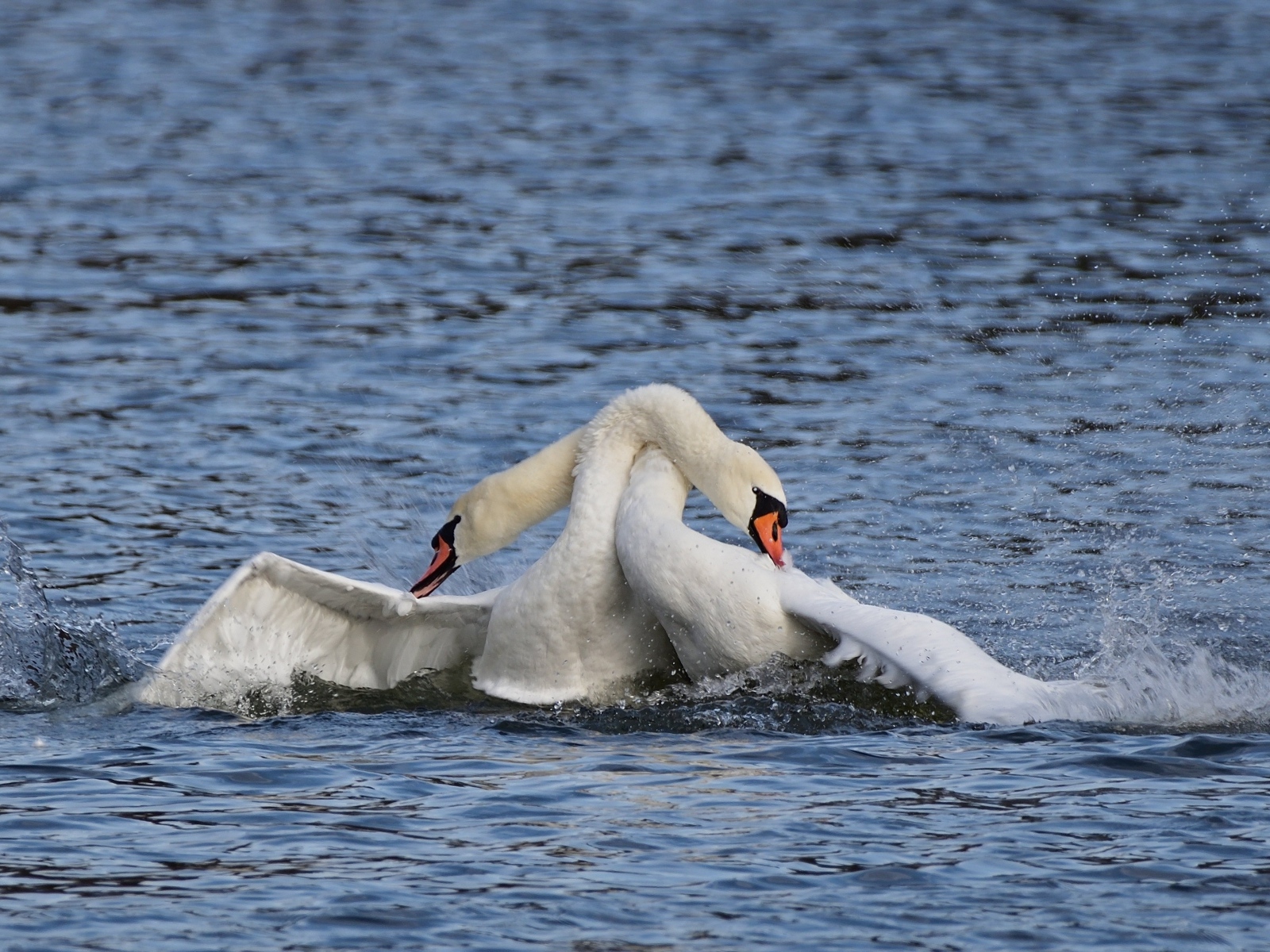 Два белых лебедя обнимаются в воде
