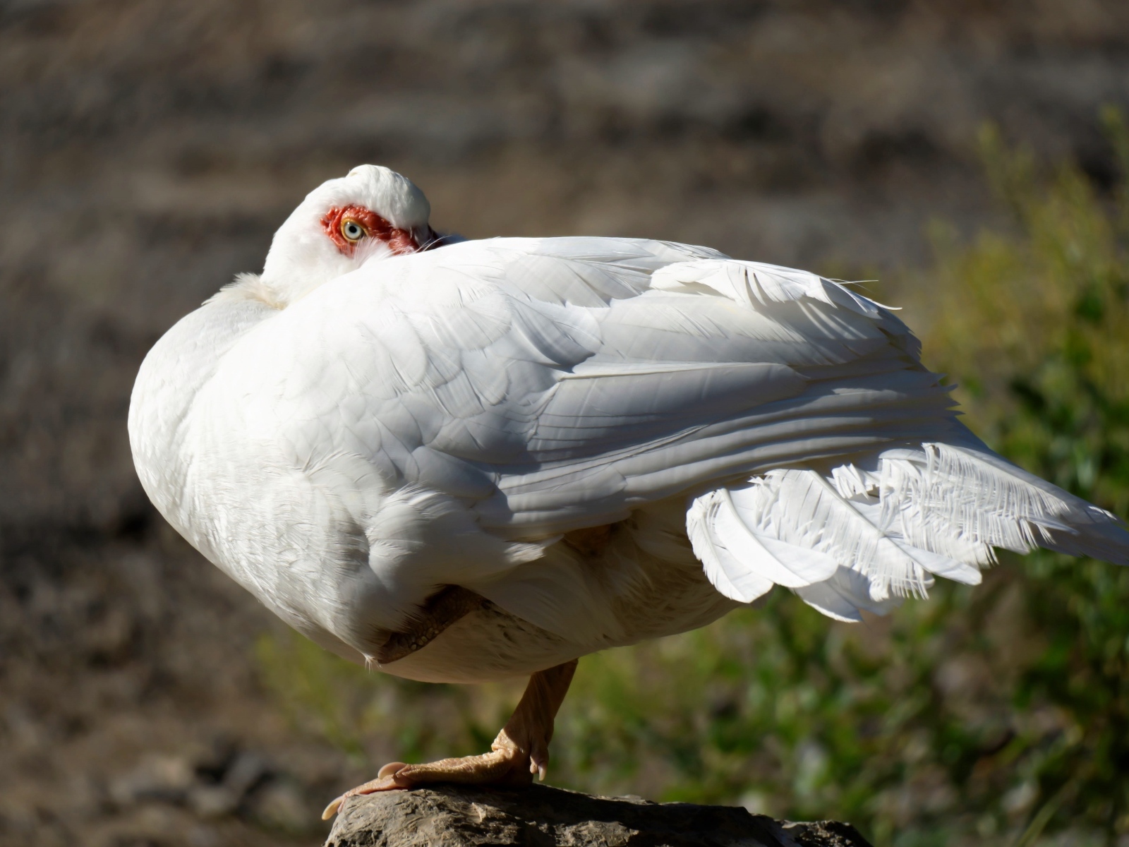Белая утка греется на солнце