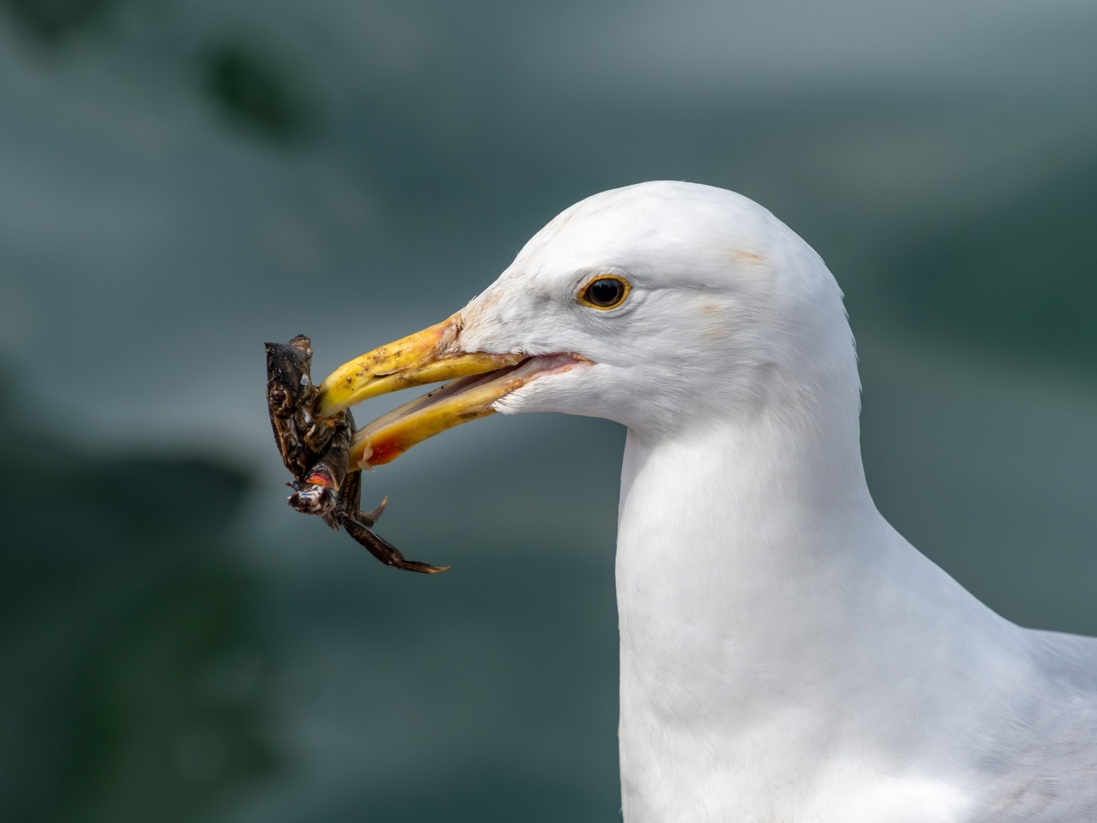 Белая чайка с добычей в клюве