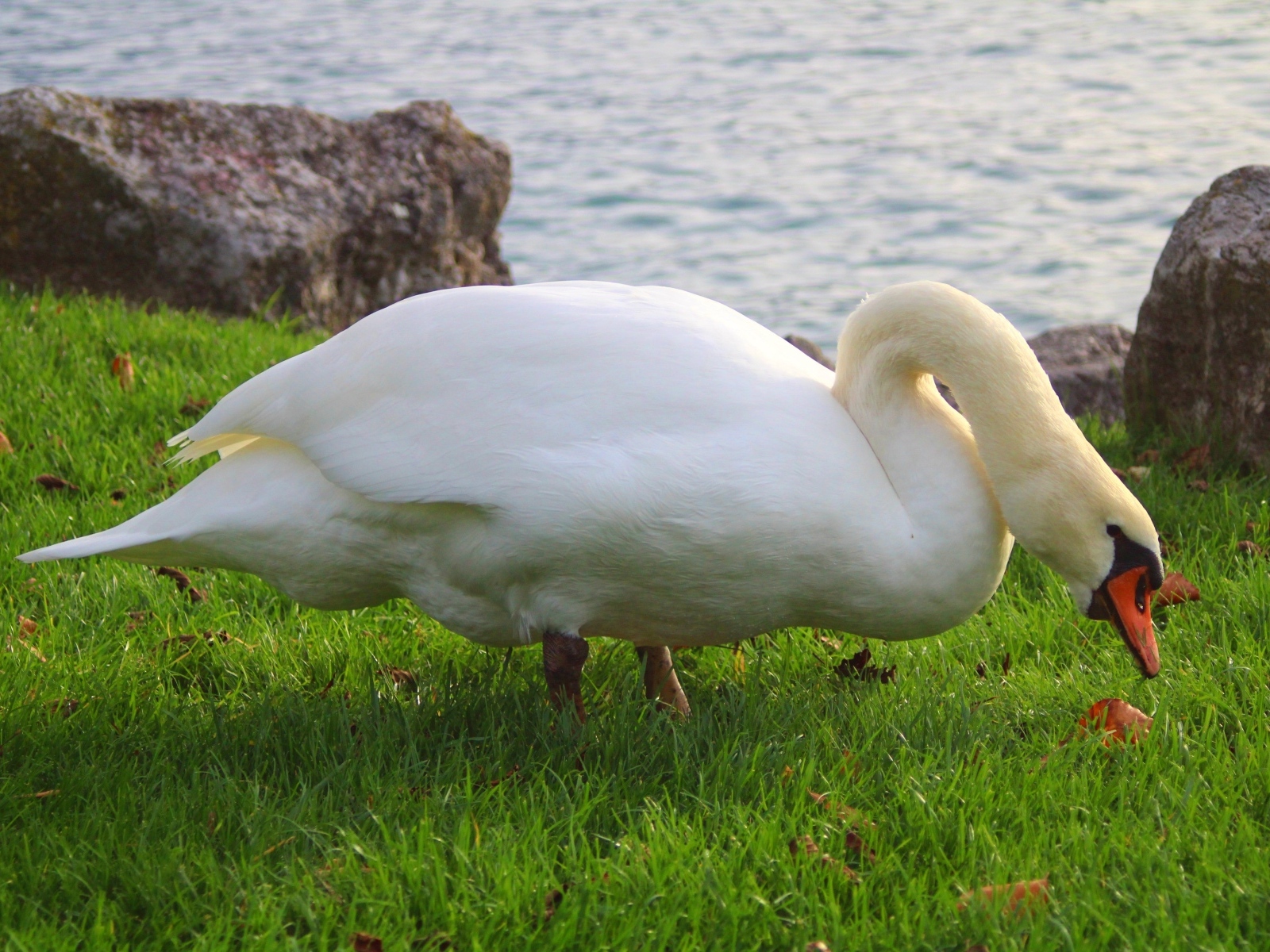 Белый лебедь на зеленой траве у воды