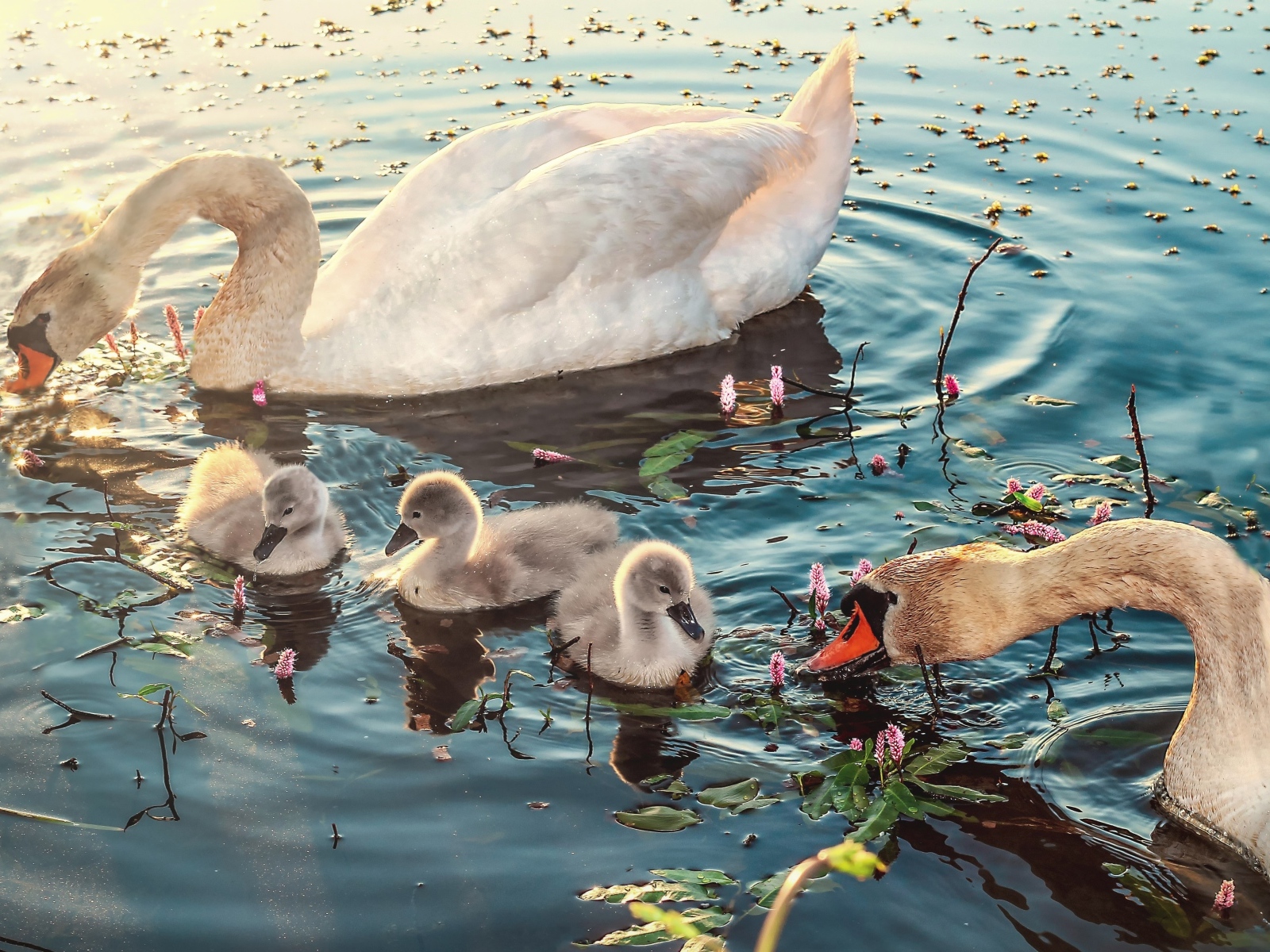 Белые лебеди с птенцами в воде