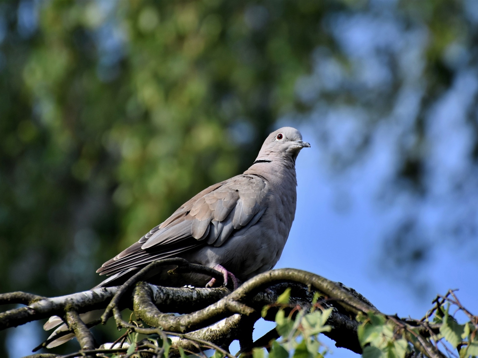 Дикий серый голубь сидит на ветке