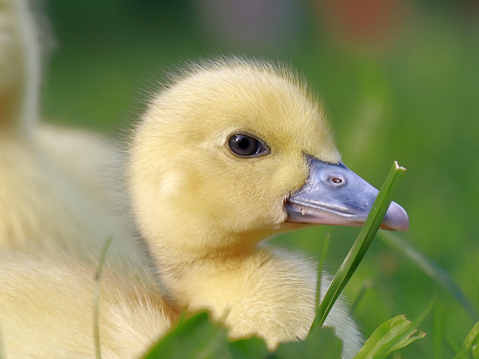Желтый утенок в траве крупным планом