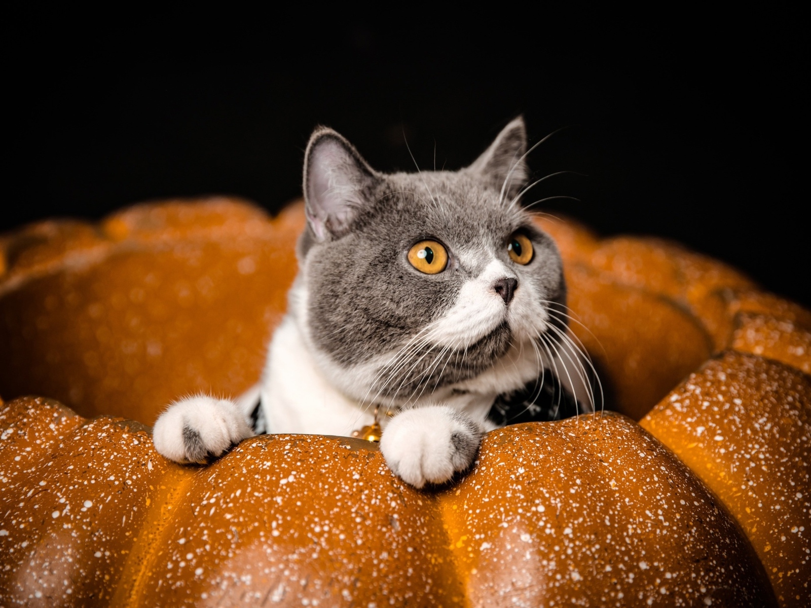 Породистый кот с желтыми глазами сидит в тыкве