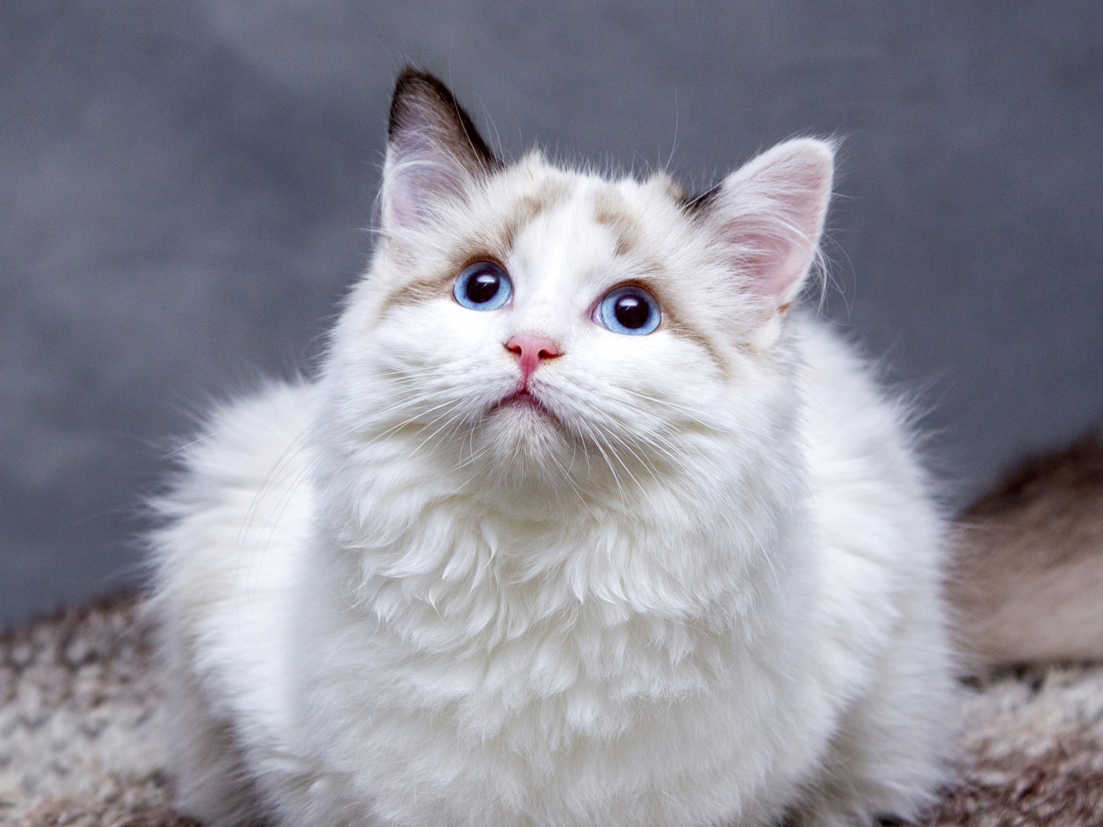 Красивая пушистая голубоглазая кошка 