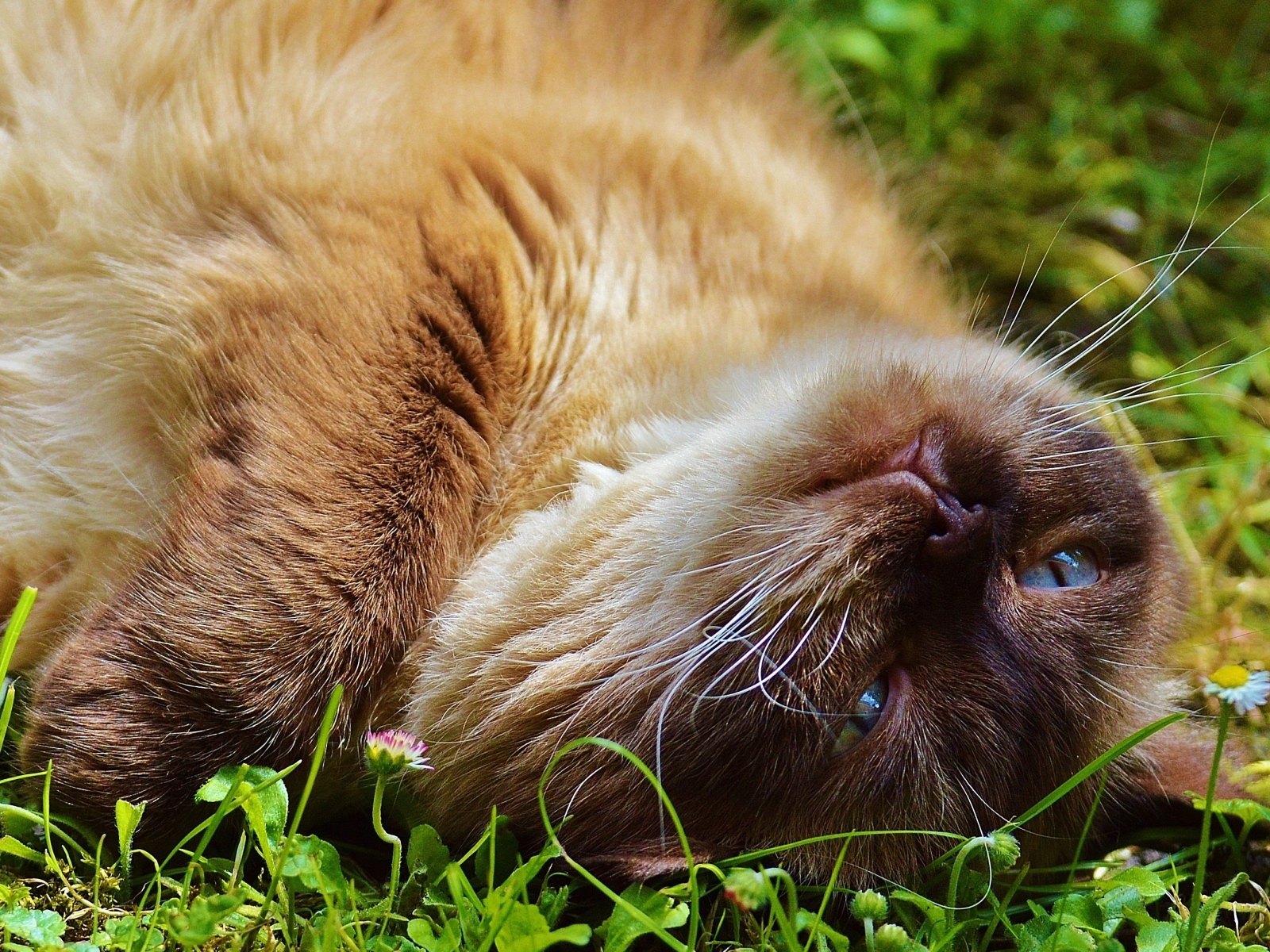 Красивый породистый кот с голубыми глазами отдыхает на траве