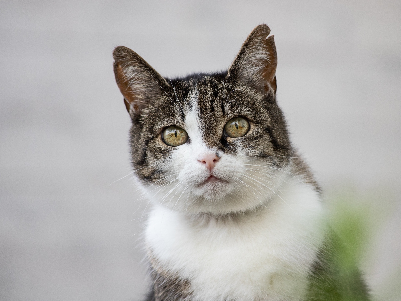 Красивый дворовой кот на сером фоне