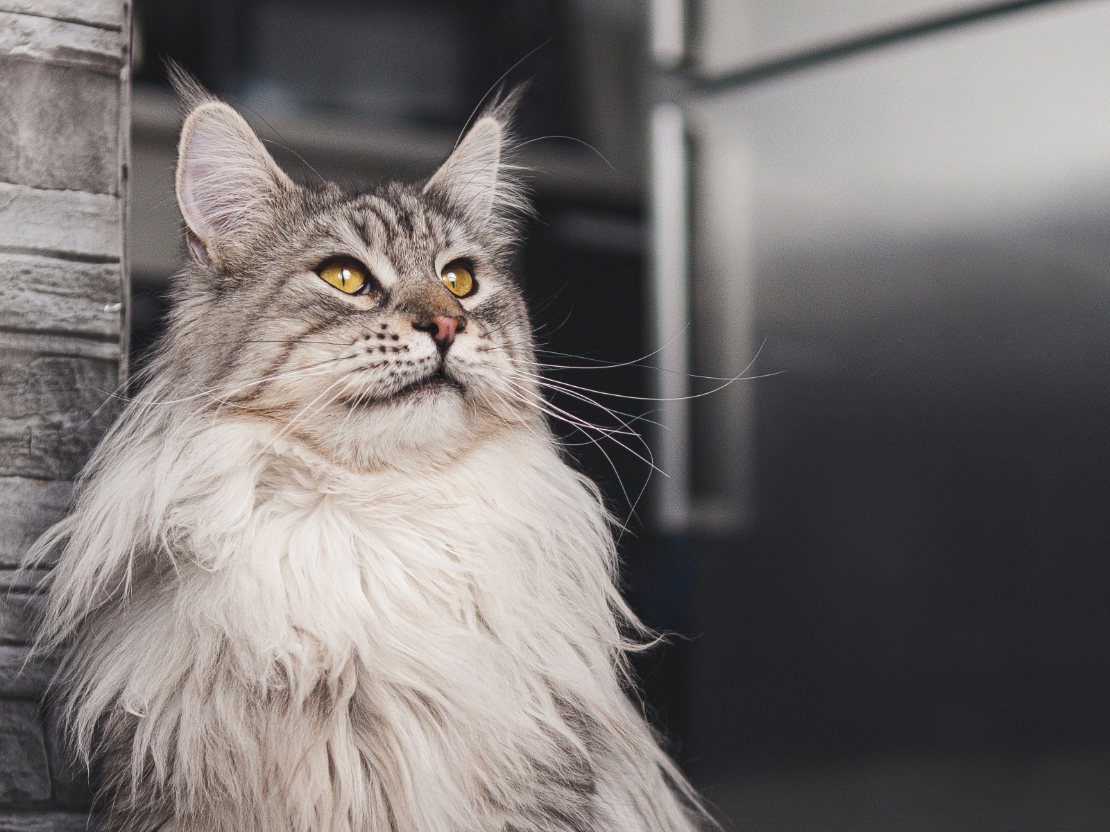 Большой красивый серый мейнкун 