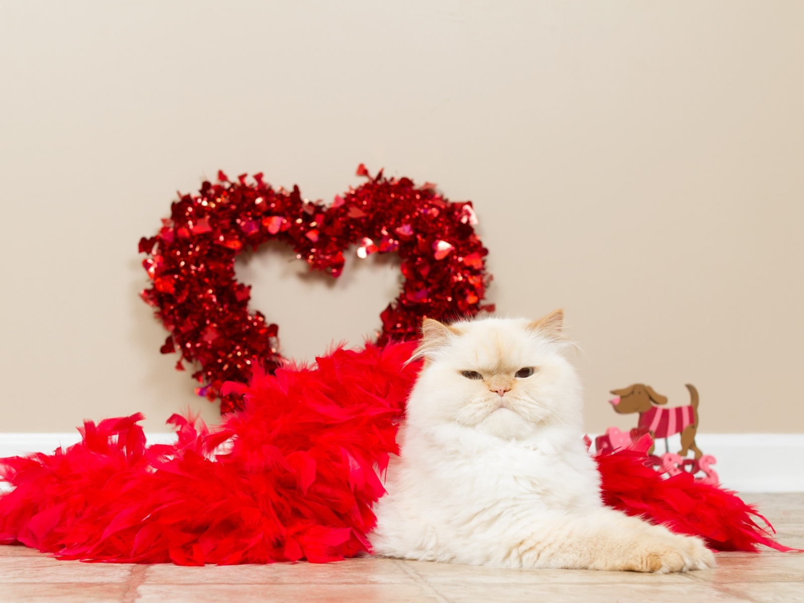 Большой пушистый кот с красным сердцем