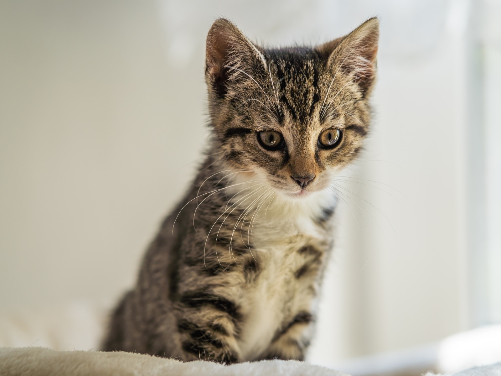 Милый серый котенок сидит на кровати