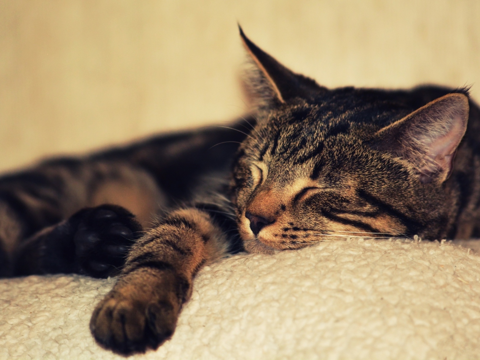 Серая кошка спит на белом покрывале