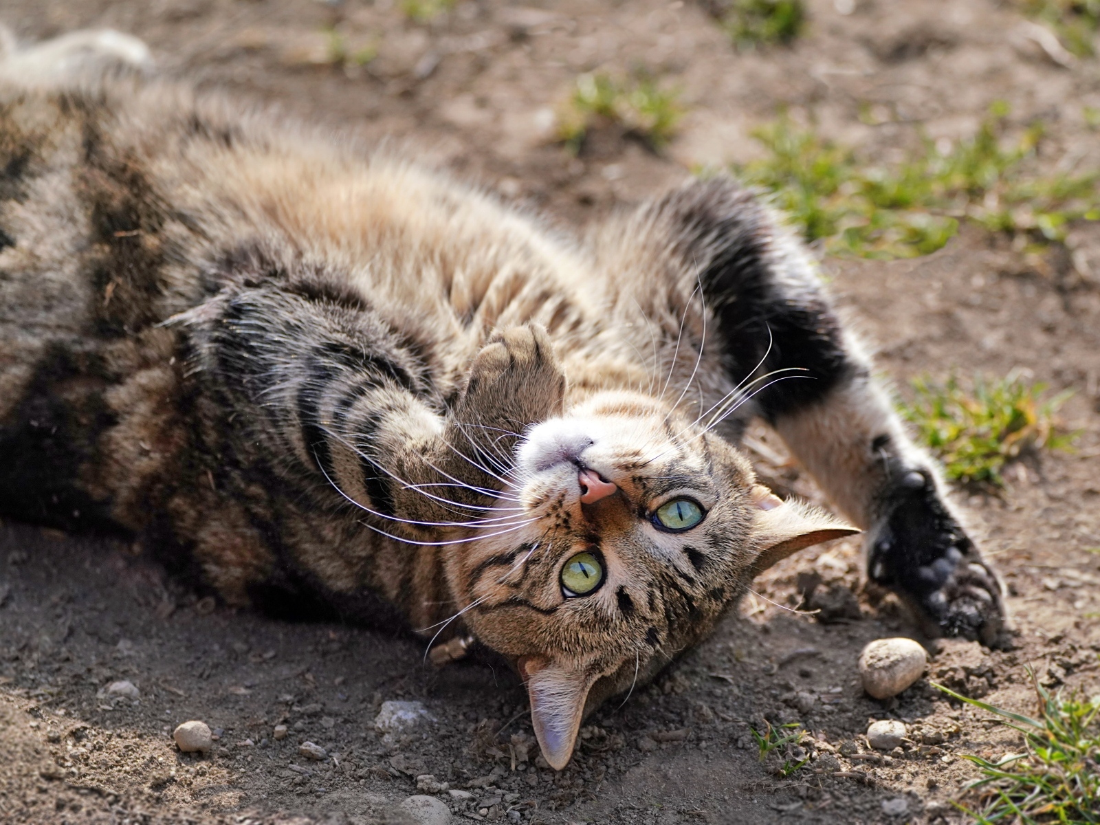 Серый зеленоглазый кот лежит на земле