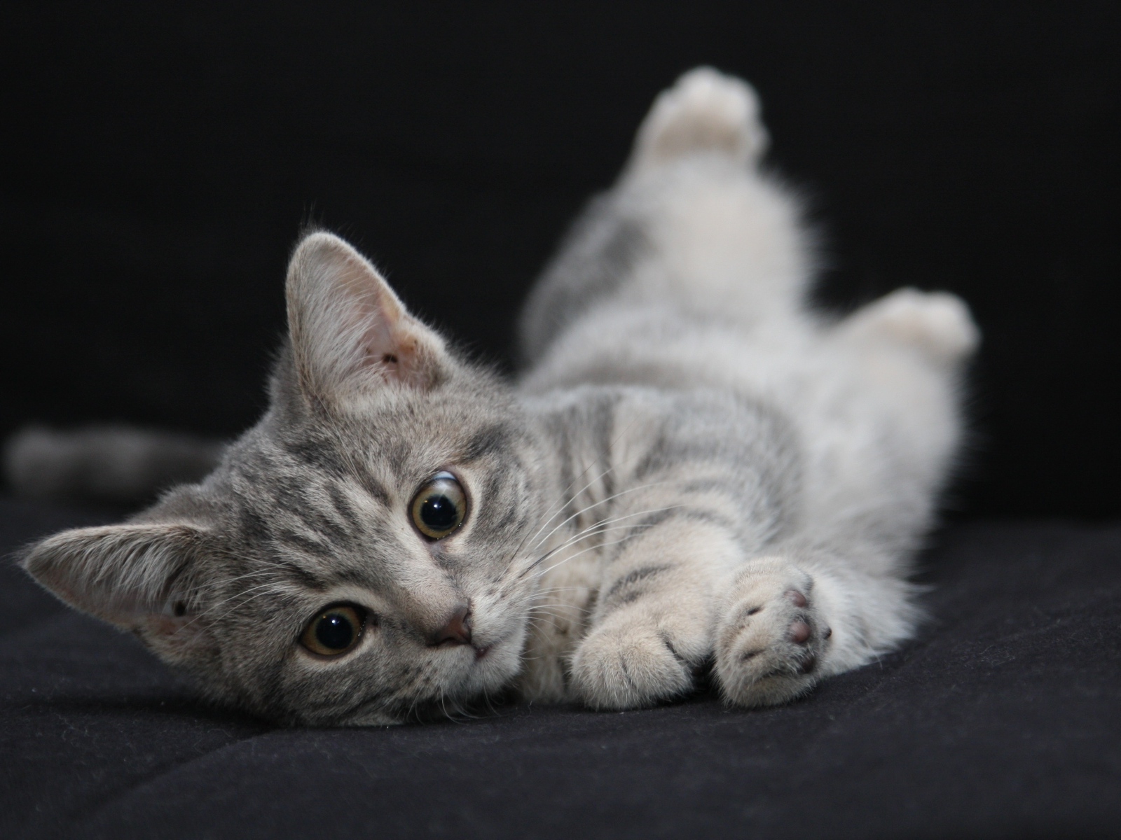 Маленький серый котенок на черном покрывале