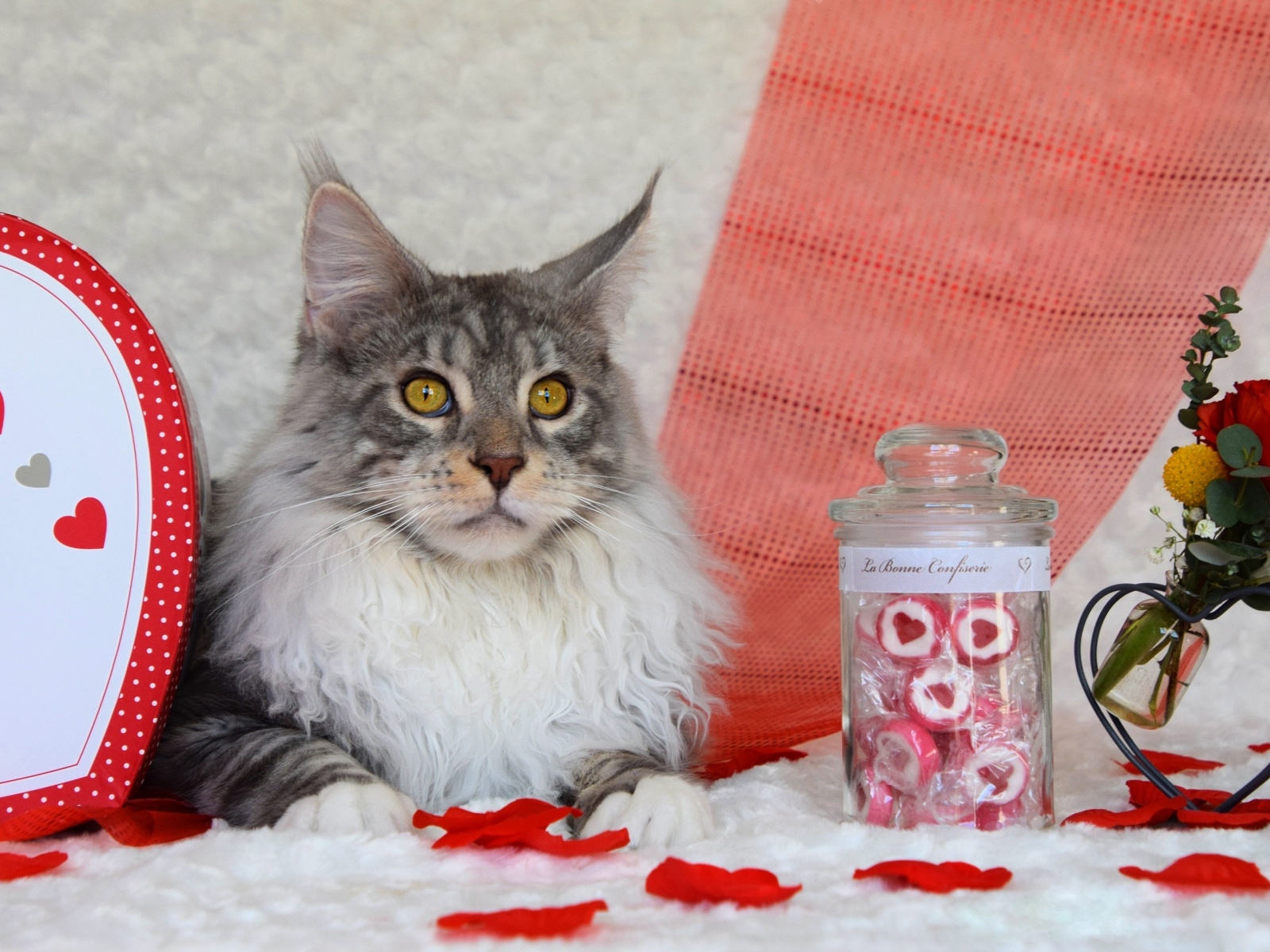 Кот породы мейн кун с сердечками