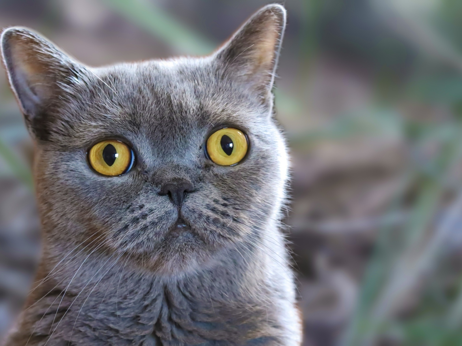 Породистый британский кот с большими желтыми глазами