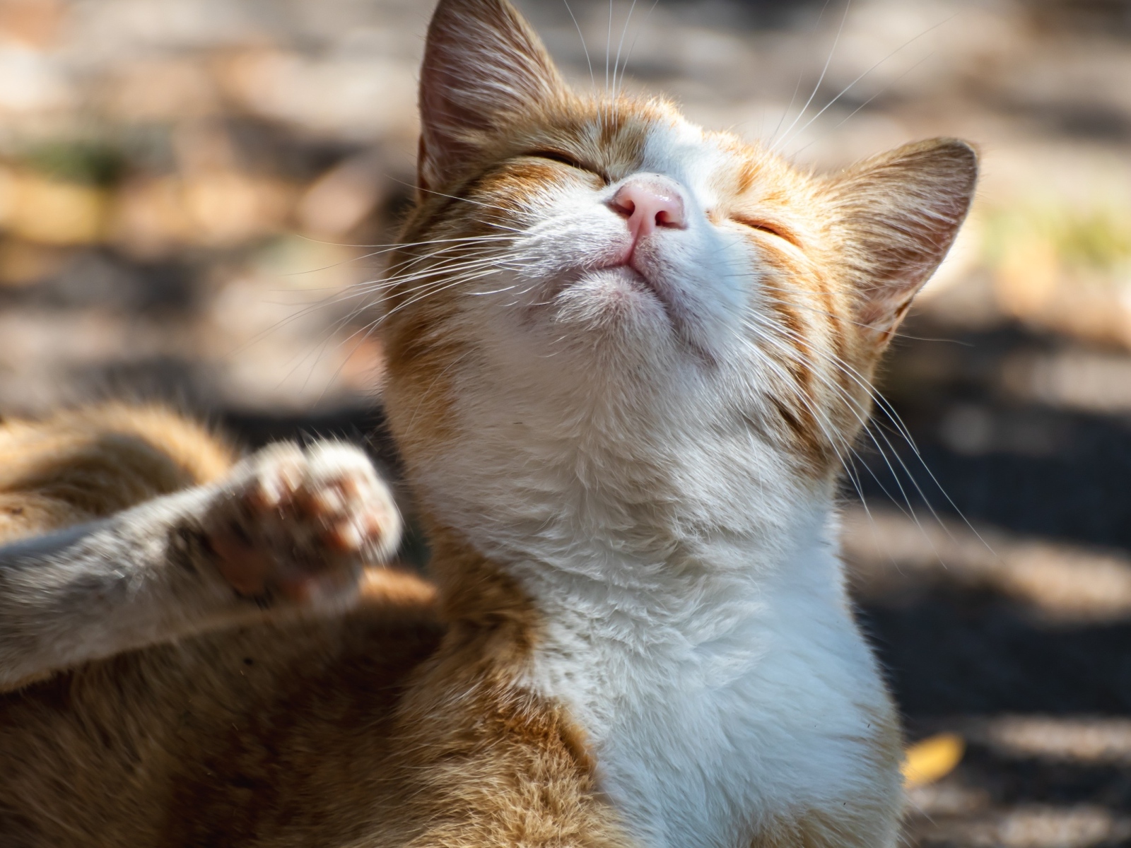 Рыжий кот с закрытыми глазами