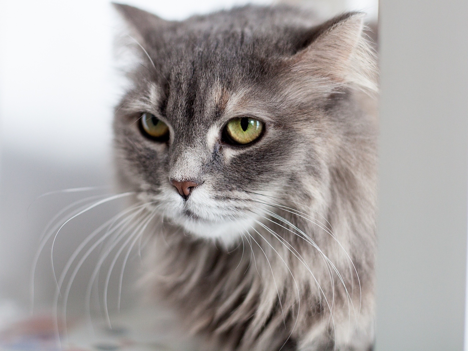 Серьезный взгляд пушистого серого кота