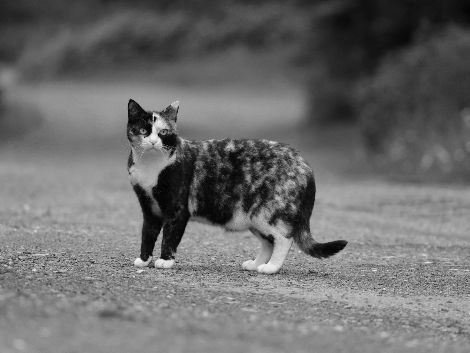 Пятнистая трехцветная кошка на дороге