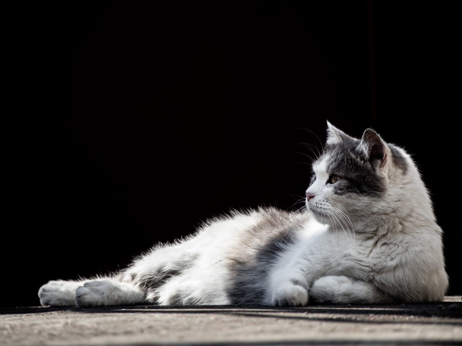 Белый с серыми пятнами кот на черном фоне