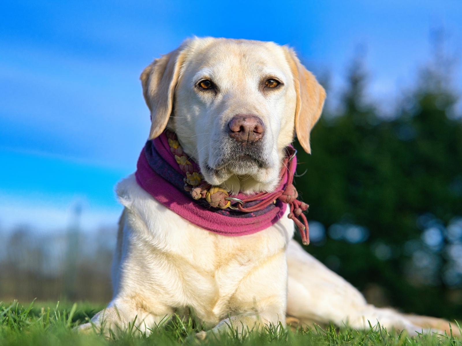 Красивый золотистый ретривер лежит на траве