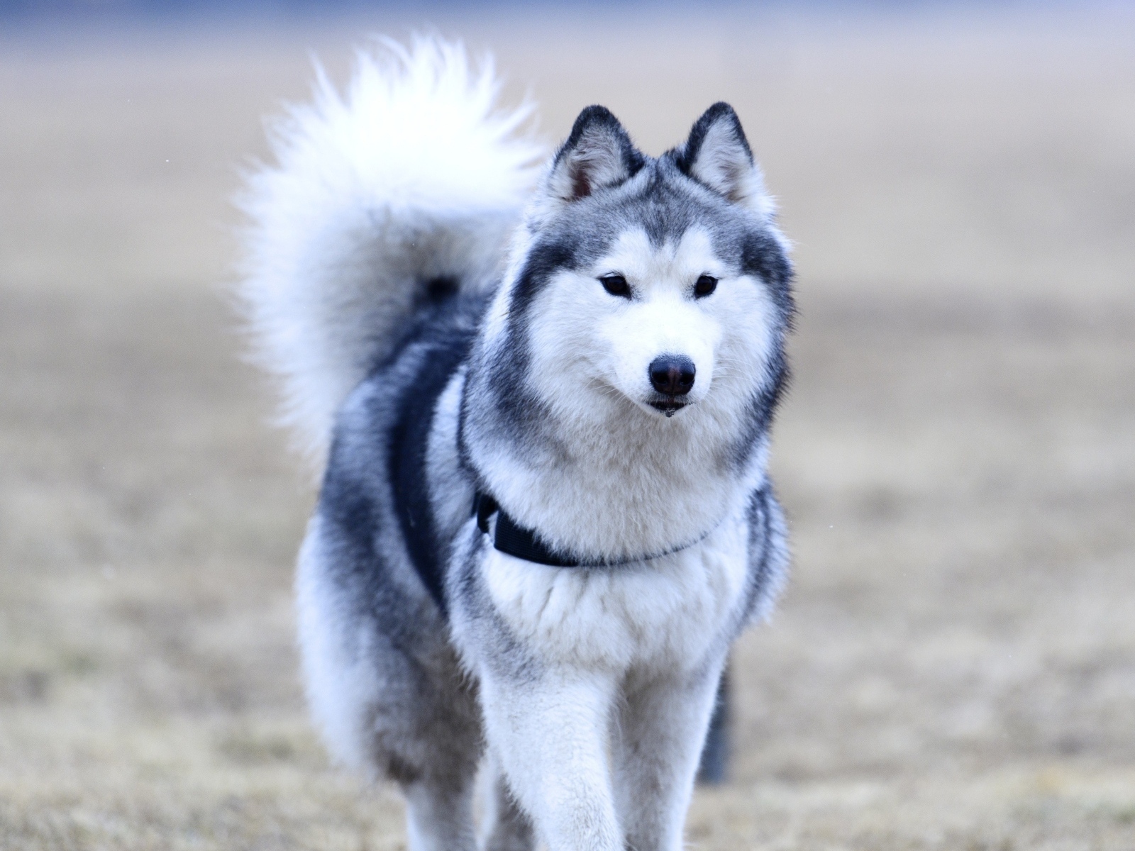 Красивая собака породы хаски