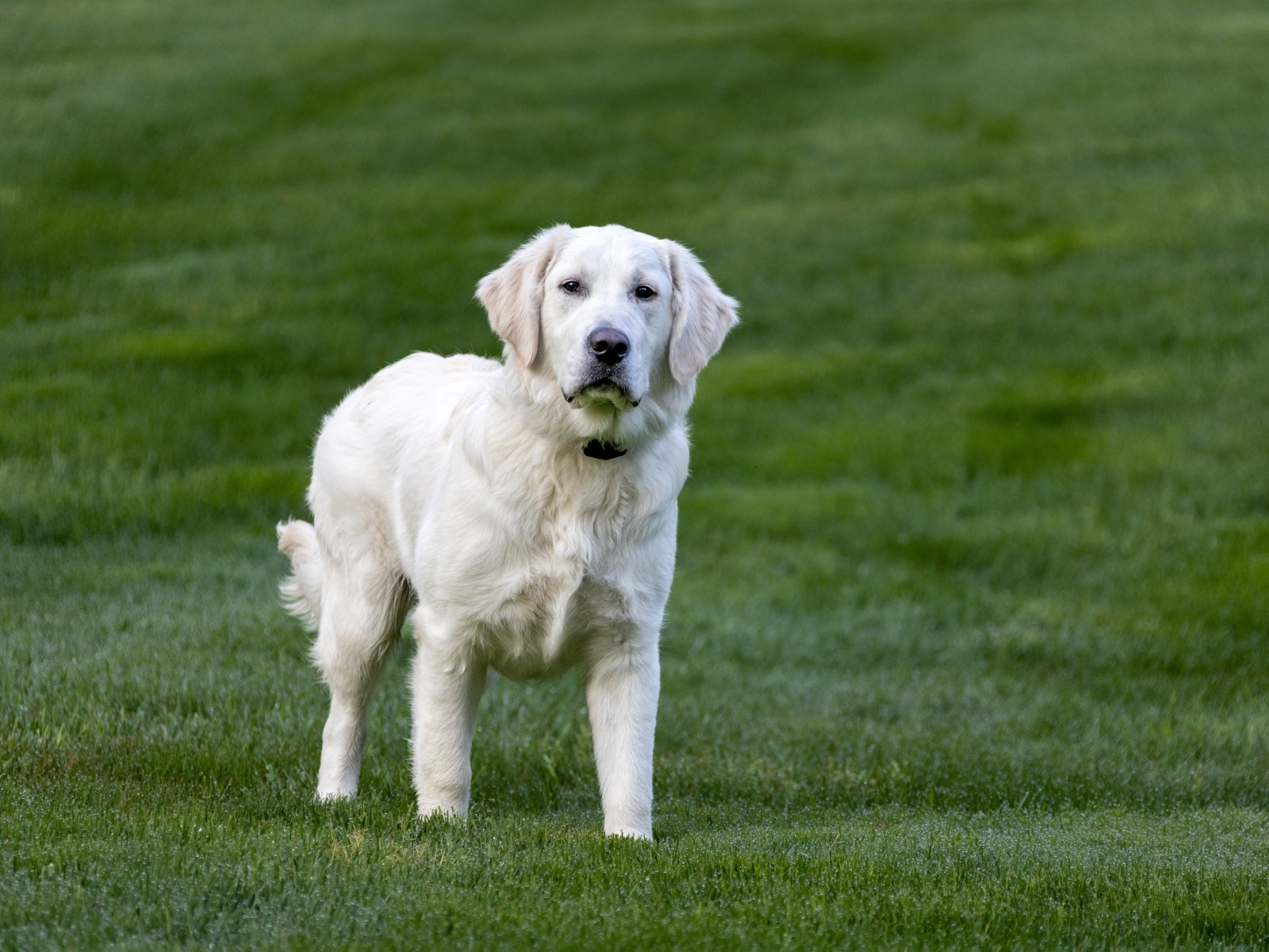 Большой золотистый ретривер на зеленой траве