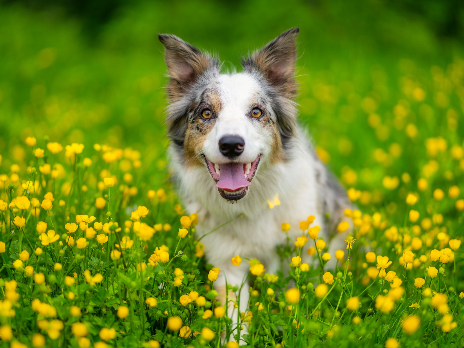 Бордер колли с высунутым языком сидит в траве