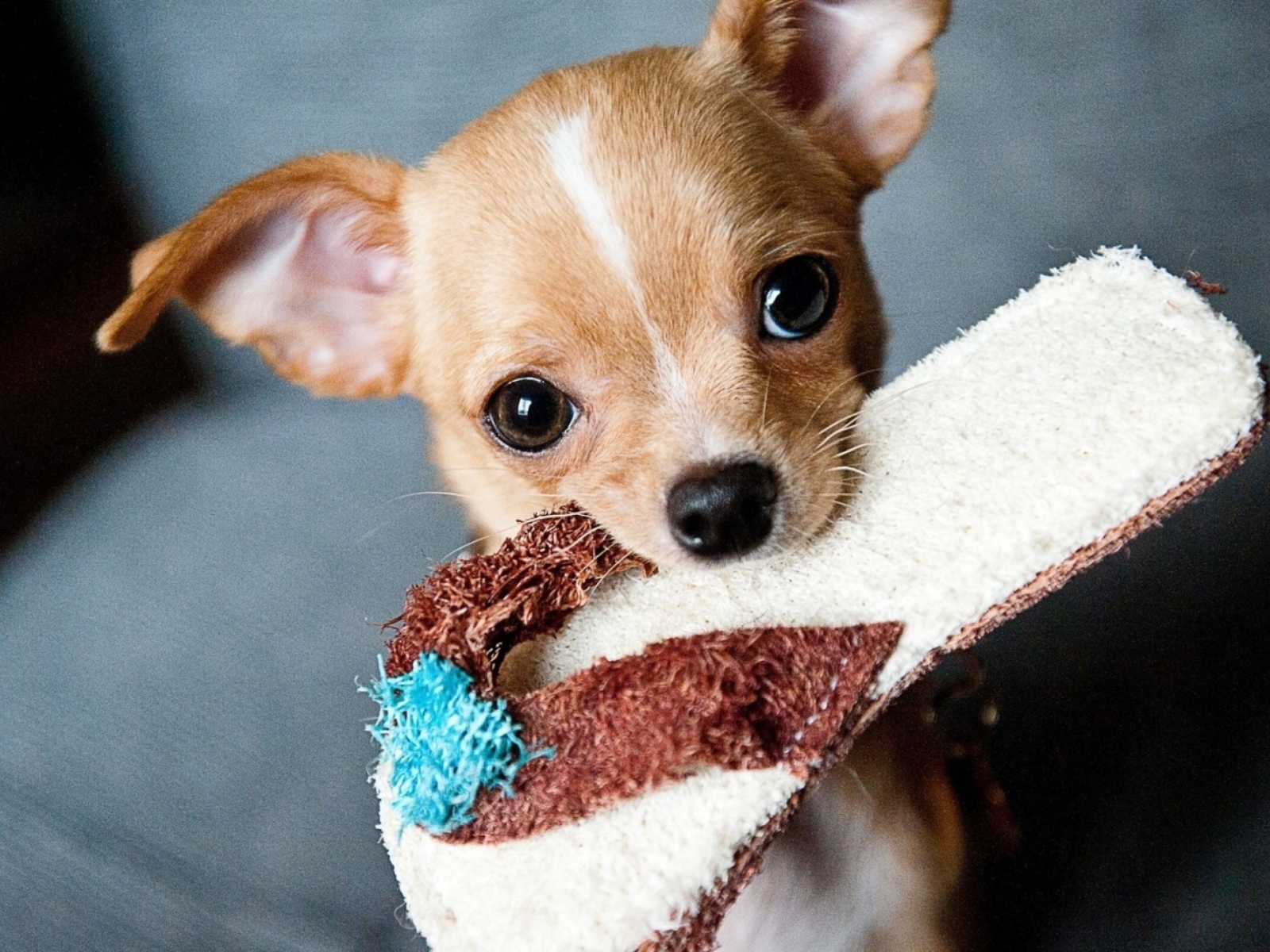 Собака породы чихуахуа с тапком в зубах