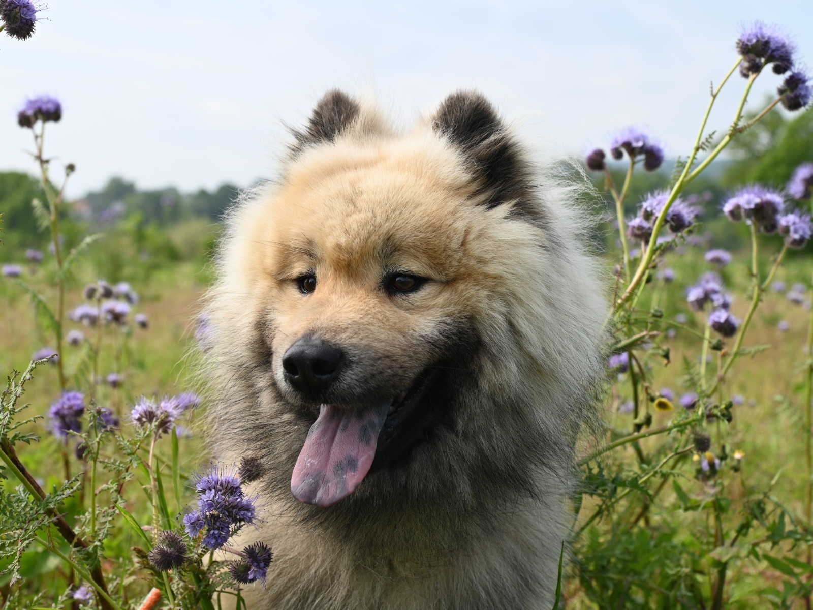 Щенок евразийской породы с высунутым языком
