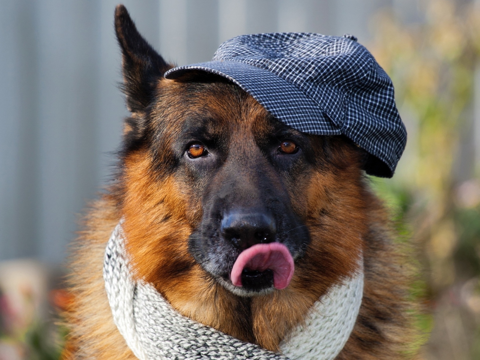 Немецкая овчарка в кепке и шарфе