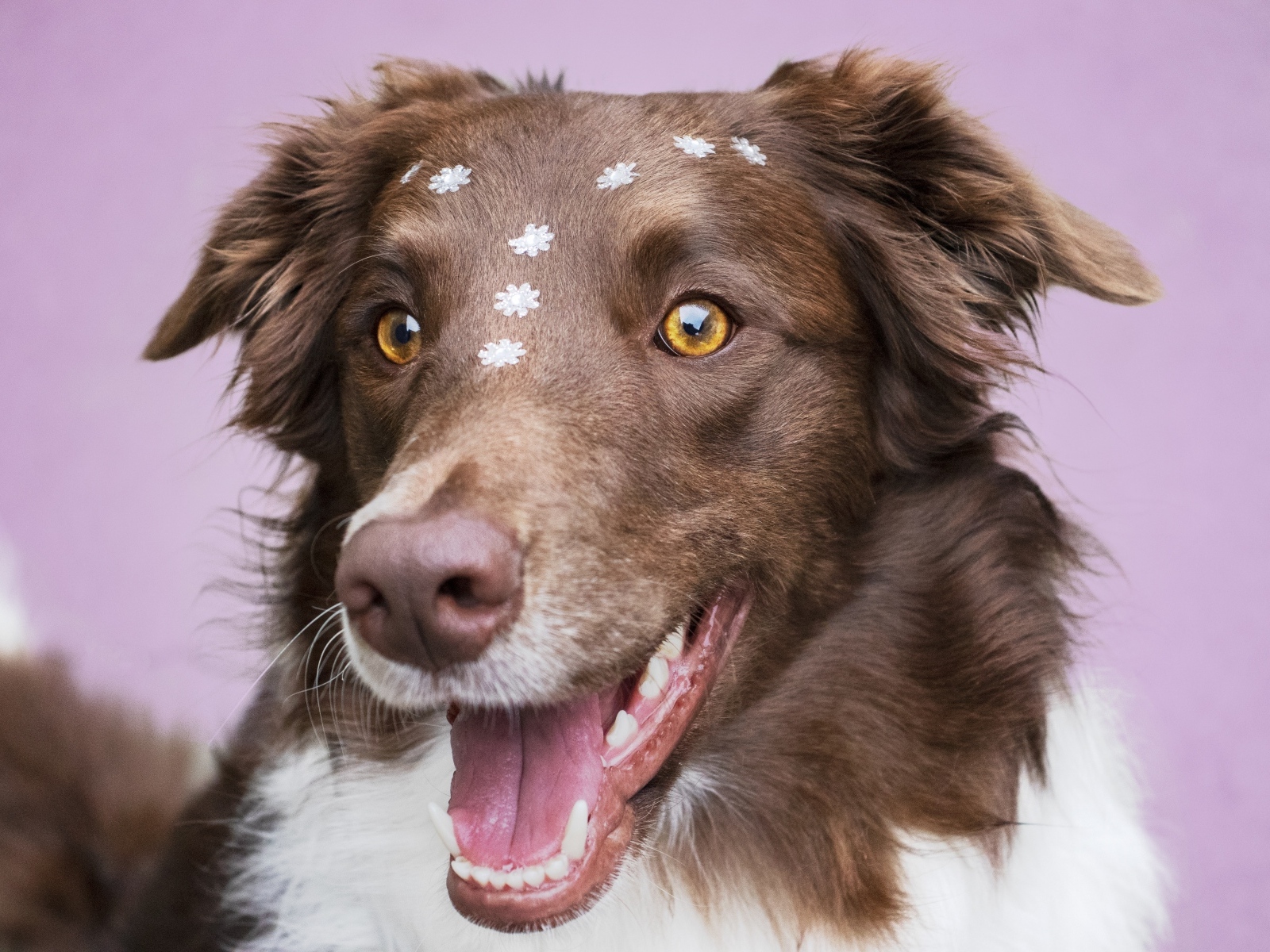 Довольный пес породы бордер колли