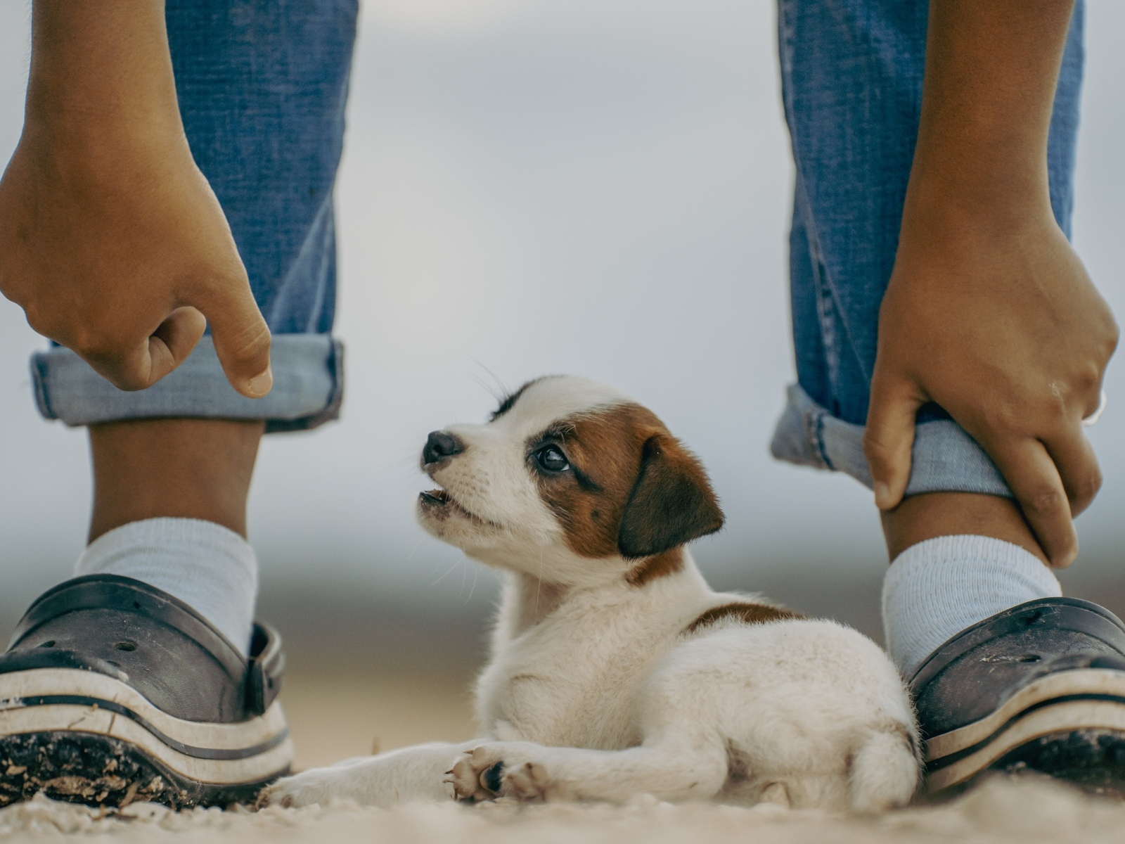 Маленький Джек Рассел терьер у ног