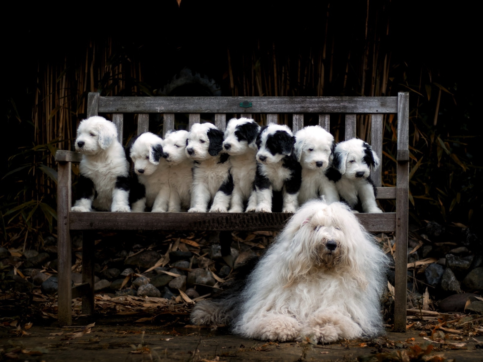 Маленькие щенки на скамейке