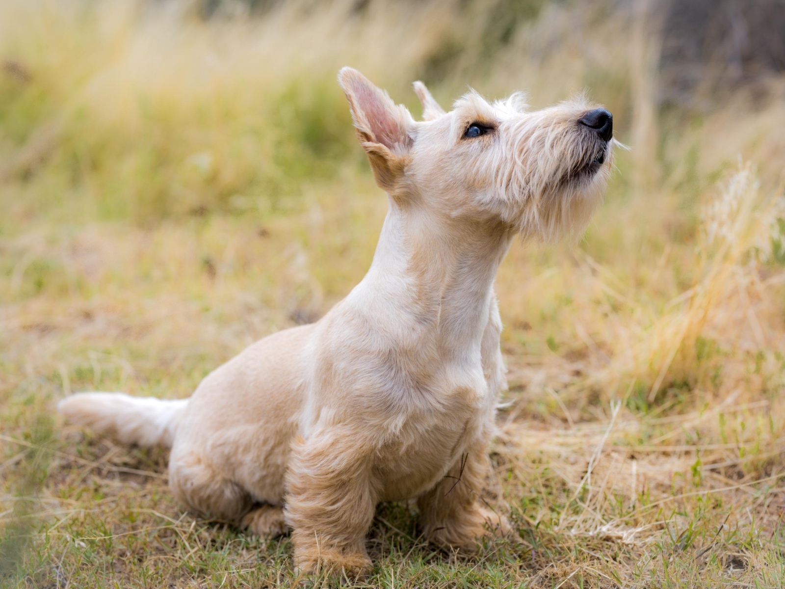Маленький шнауцер сидит на траве 