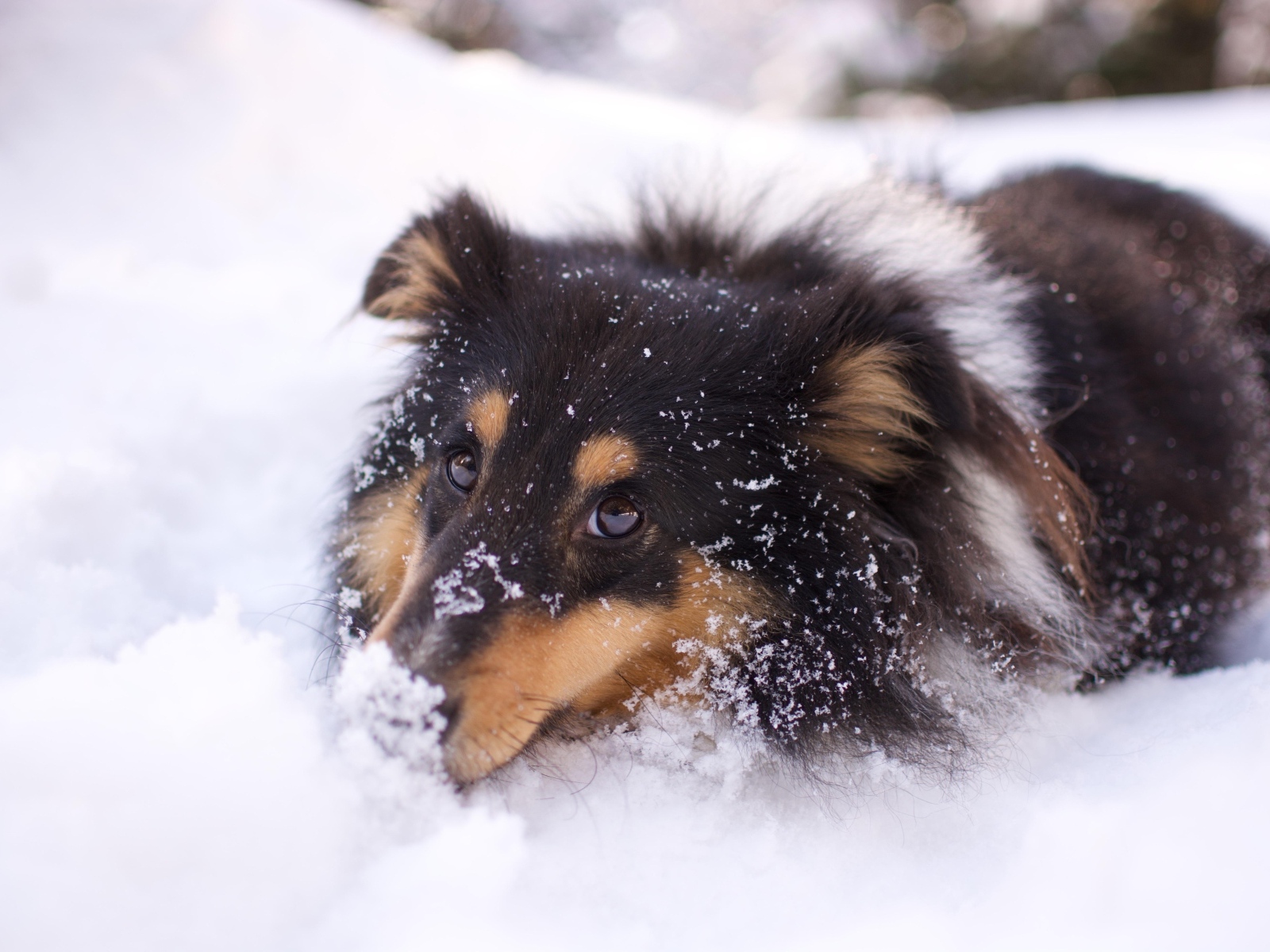 Породистая собака лежит на холодном снегу зимой