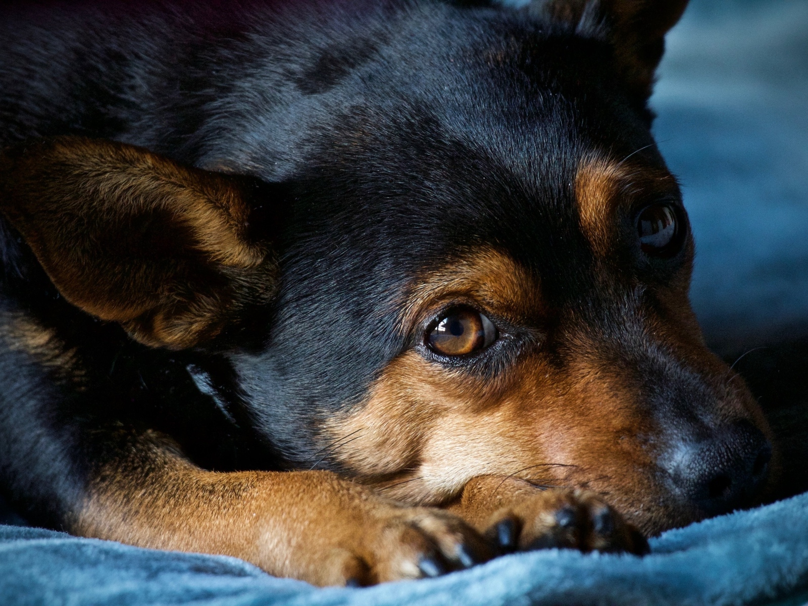 Грустный пес лежит на синем покрывале