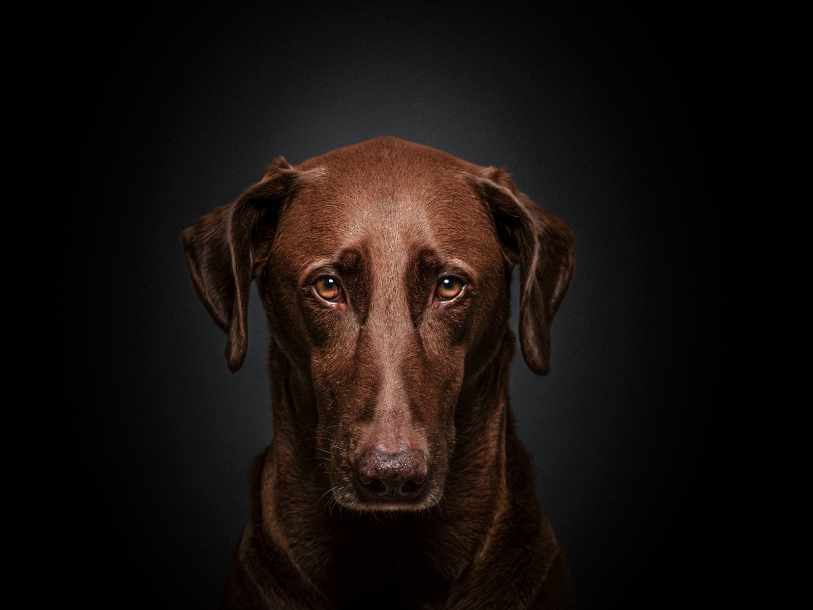 Грустный лабрадор на черном фоне крупным планом