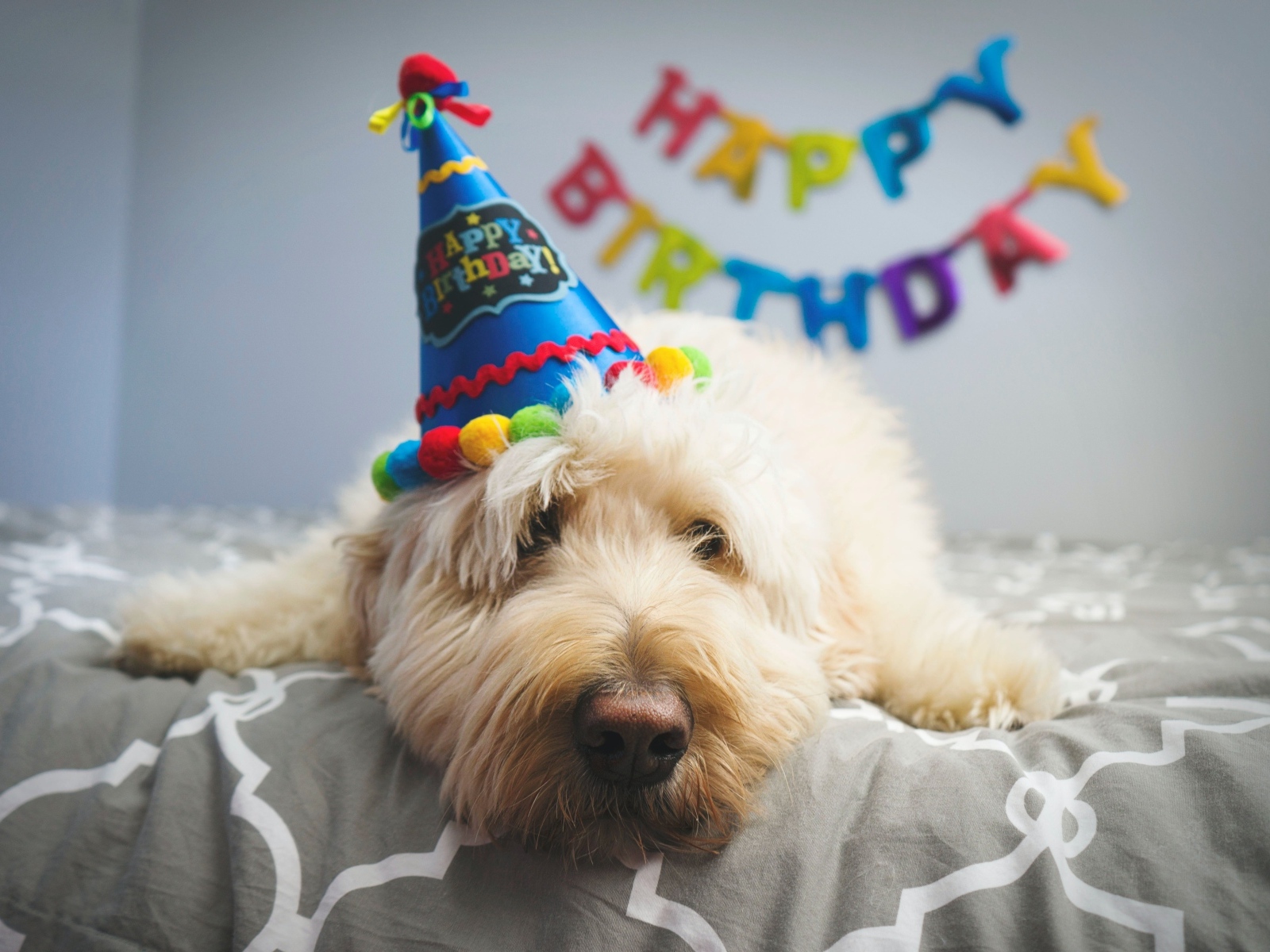 Грустный белый пес отмечает день рождения