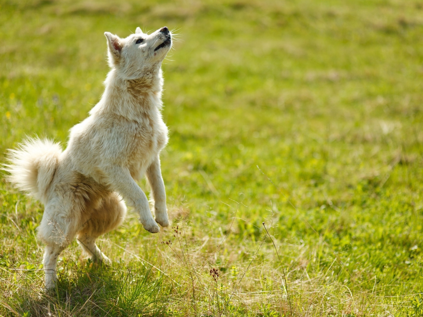 Довольная белая собака играет на зеленой траве
