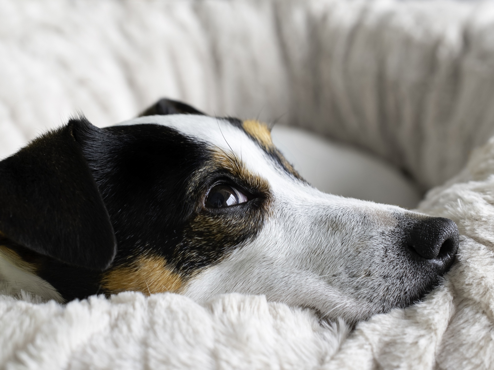 Сонный джек рассел терьер лежит на кровати 