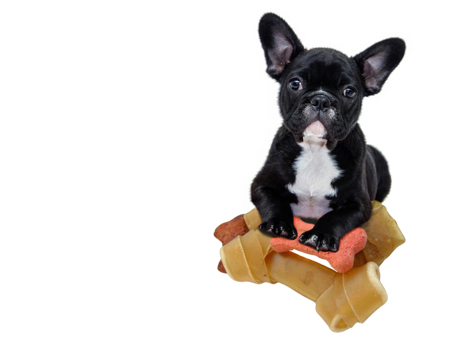 Маленький черный французский бульдог с игрушками на белом фоне